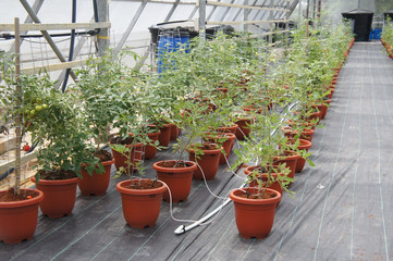 The tomato plants are planted by fertigation method. Fertilizers, nutrients and water are channelled through the small water pipes directly to each plant.