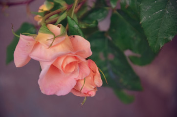 Rose róża roza