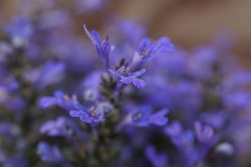Purple flowers blooming