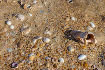 Gold sand with krai seashells on the foreground. Design for indoor interiors. Tropical sand background of seashells close-up. Natural sandy shell rock texture background in natural colors.