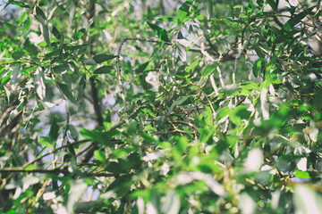 Acacia, commonly known as the wattles or acacias, is a large genus of shrubs and trees in the subfamily Mimosoideae of the pea family Fabaceae.