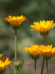 Marigold (Calendula officinalis) blooming in the garden