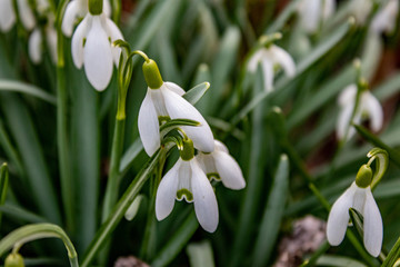 Fototapeta premium snowdrop flower