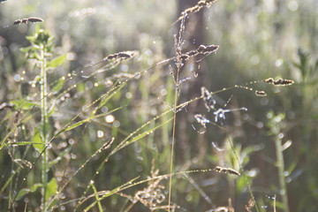 Wild grasses in the meadow illuminated by the gentle light of the dawn sun. Natural herbal background