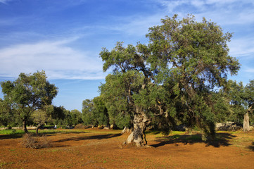 Typical plantation with old oddity olive trees for Apulia region at the south Italy
