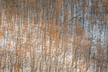 Oak trees forest hill pattern on cold snowy day