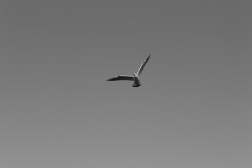 seagull in the sky