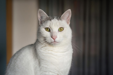 white domestic cat with pink nose