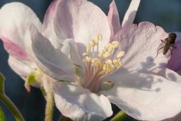 Fototapeta na wymiar Apple flower close up look with fly sitting on petal in sun