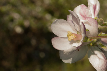 Wide open apple flower blooming with stamens and anthers visible with pink petals on right side of photo in the sun
