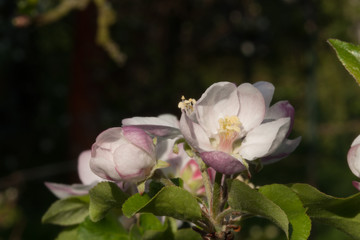 Wide open apple flower blooming with stamens and anthers visible with pink petals in the sun