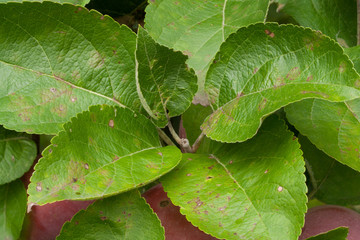Apple leaves on the tree in the organic garden in autumn with fungal diesase malus domestica