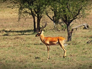 Impala