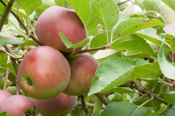 Three ripe red apples on branch in organic orchard in autumn before harvest Malus sylvestris