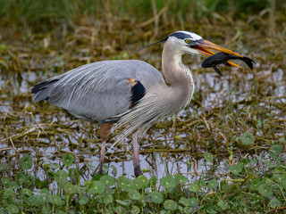 Great Blue Heron Mid-day Snack, armored catfish held tight
