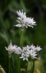 Wildlife in the spring forest blooms Allium ursinum