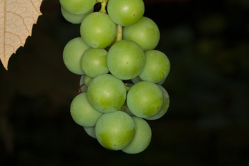 One green grape bunch in the garden on black background closeup look