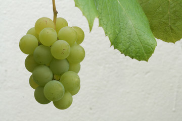 Bunch of green grape in the organic garden on white background