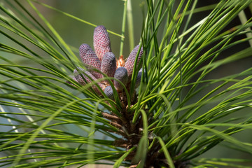 Pine Blossom Springtime, center