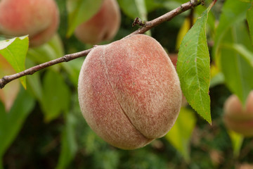 Mature peach on twig in organic garden on tree close-up view