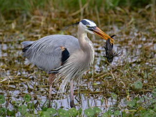 Great Blue Heron Mid-day Snack, armored catfish caught by the tail
