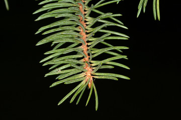 Silver spruce  needle in close up view on dark background