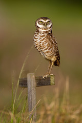 Burrowing Owl taken in SW Florida