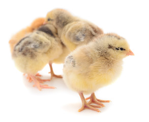 Five yellow chickens.