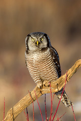 Northern Hawk Owl taken in Northern MN in the wild