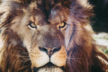 Portrait d'un lion