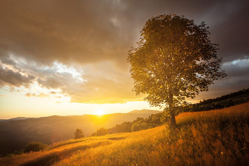 Fototapeta na wymiar Beautiful sunset with lonely tree on a hill with copy space background