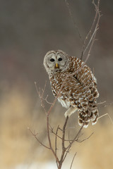 Barred Owl taken in southern MN in the wild