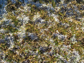 Winter background: old fry grass cobered with frosty snow with copyspace for text