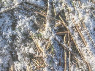 Winter background: old fry grass cobered with frosty snow and ice with copyspace for text