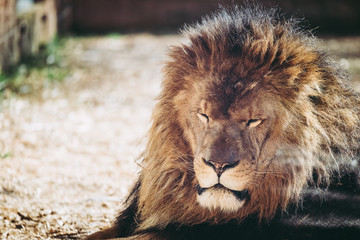 Portrait de lion