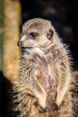 Portrait d'un suricate
