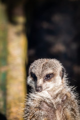 Fototapeta premium Portrait d'un suricate