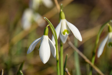 Obraz premium schneeglöckchen, galanthus, amaryllidaceae, frühling, blume, Natur, Frühling