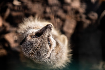 Portrait d'un suricate