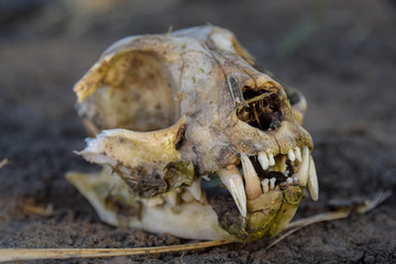Obraz premium Felis catus, Schädel, Tot, Katze, Dreck, Makro, Zähne, von der Seite, eben