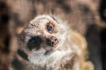 Portrait d'un suricate