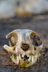 Felis catus, Schädel, Tot, Katze, Dreck, Makro, Zähne, Frontal, Symmetrie, Gebiss