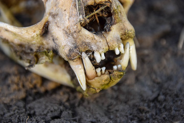 Felis catus, Schädel, Tot, Katze, Dreck, Makro, Zähne, von Oben, nah