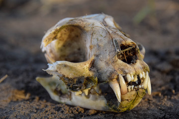 Felis catus, Schädel, Tot, Katze, Dreck, Makro, Zähne, Profil von der Seite