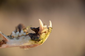 Felis catus, Schädel, Tot, Katze, Dreck, Makro, Zähne, Reißzahn, Zahn