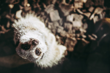 Portrait de suricate