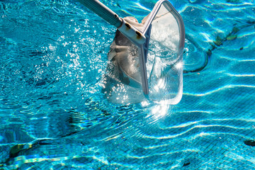 Pool Net Leaf Skimmer Rake in summer.