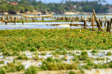 Selective focus of green seaweed on a seaweed farm in Bali © nonglak