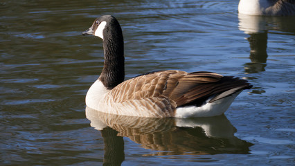 Kanadische Gans schwimmt auf einem See in der Sonne