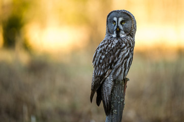 The Great The Great Gray Owl perching in the morning sun